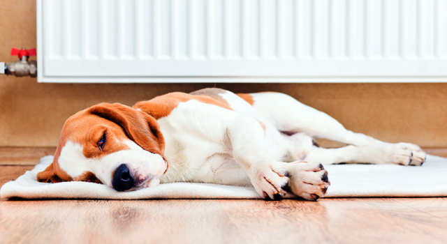 Hund liegt vor Heizung