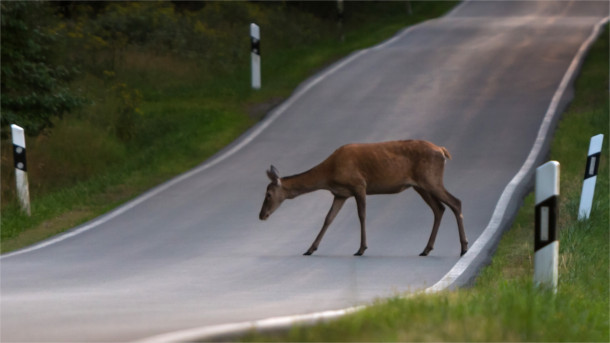 HIrsch auf der Landstraße