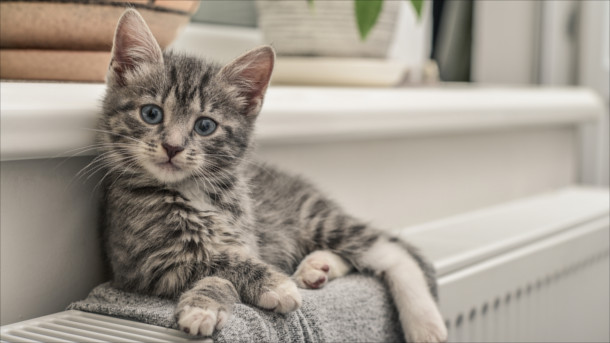Katze auf der Heizung