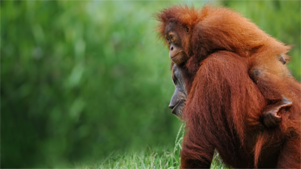 Orang Utan und Junges – sie sollen ihren Lebensraum behalten.