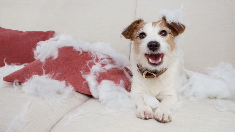 Hundi hat Unfug angestellt