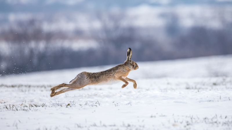 Hase auf beschneitem Feld