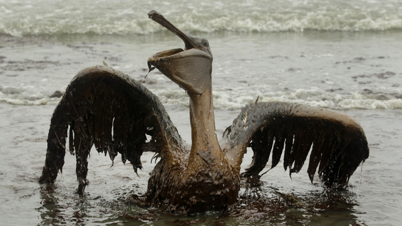 Deepwater Horizon - Jahrestag der schwersten Ölpest