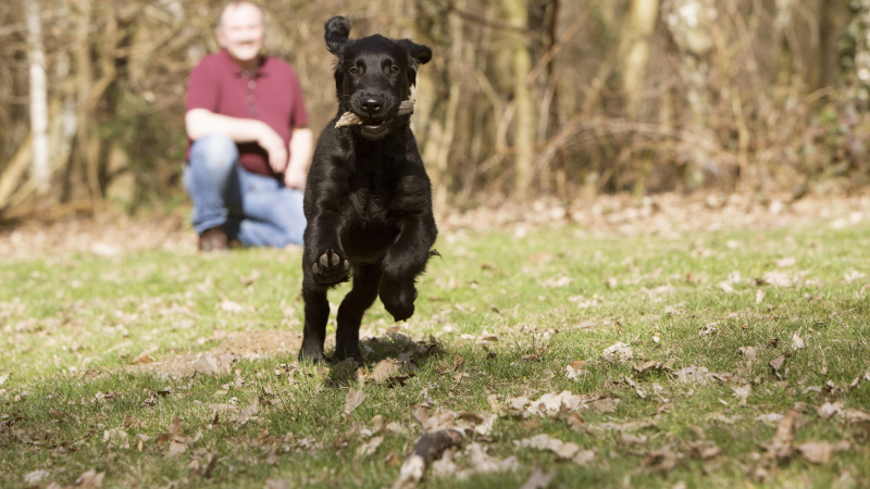 Hund
