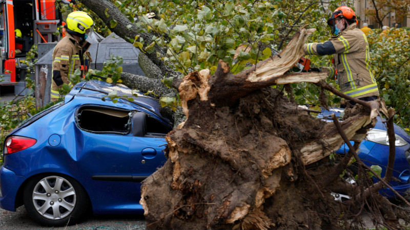 Feuerwehrleute zersägen in Berlin einen umgestürzten Baum – Sturm Hendrik