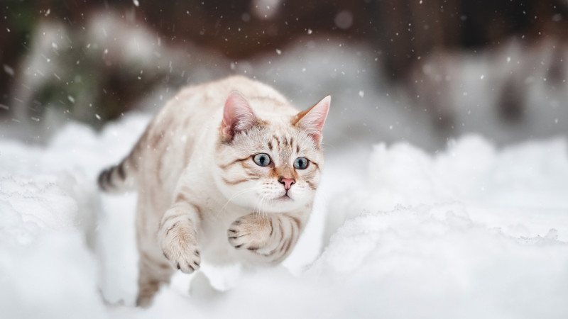 Rennende Katze