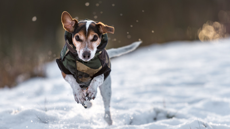 Rennender Hund